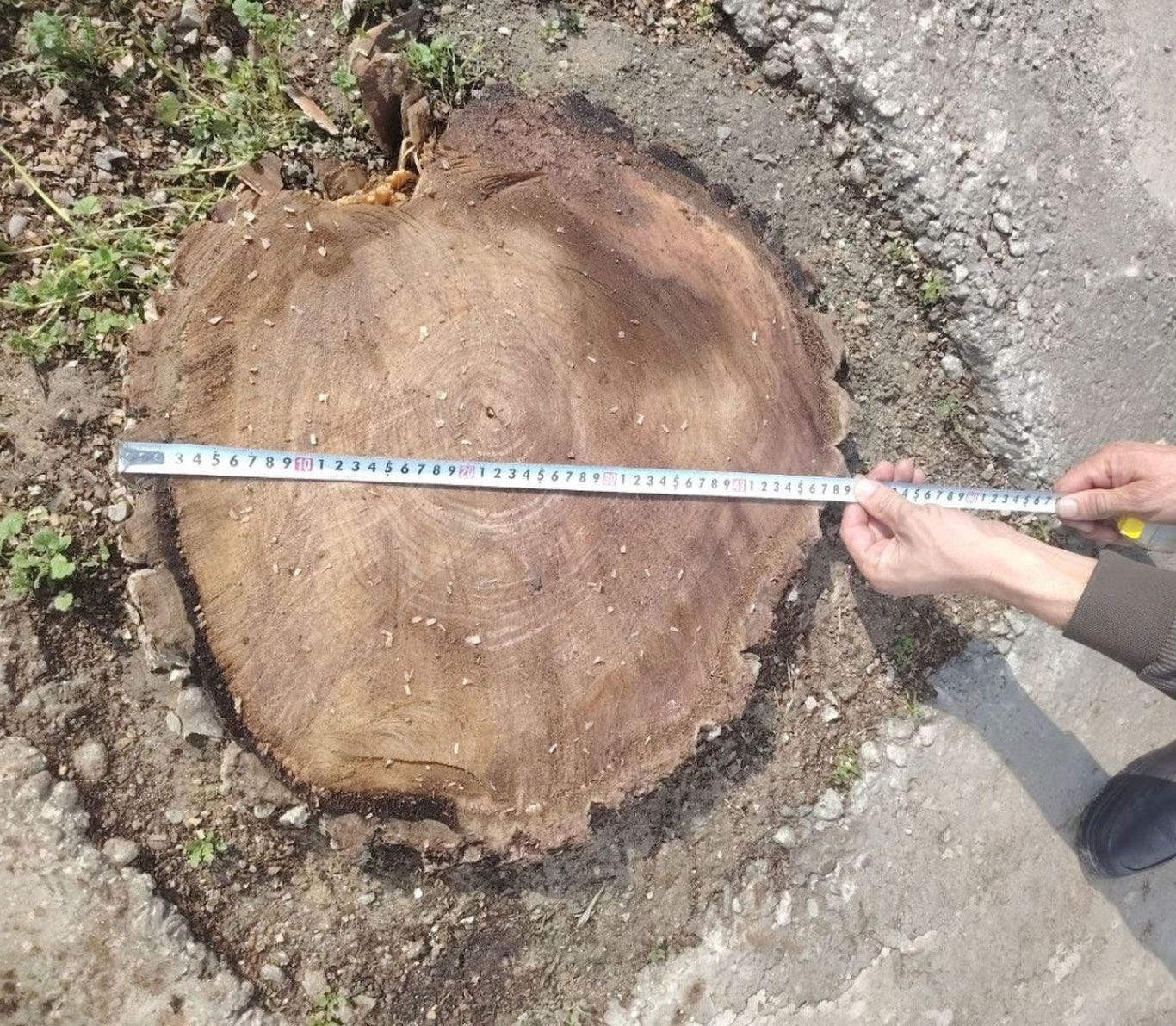 В Самарканде за незаконную вырубку дерева причинён ущерб почти на 100 миллионов сумов