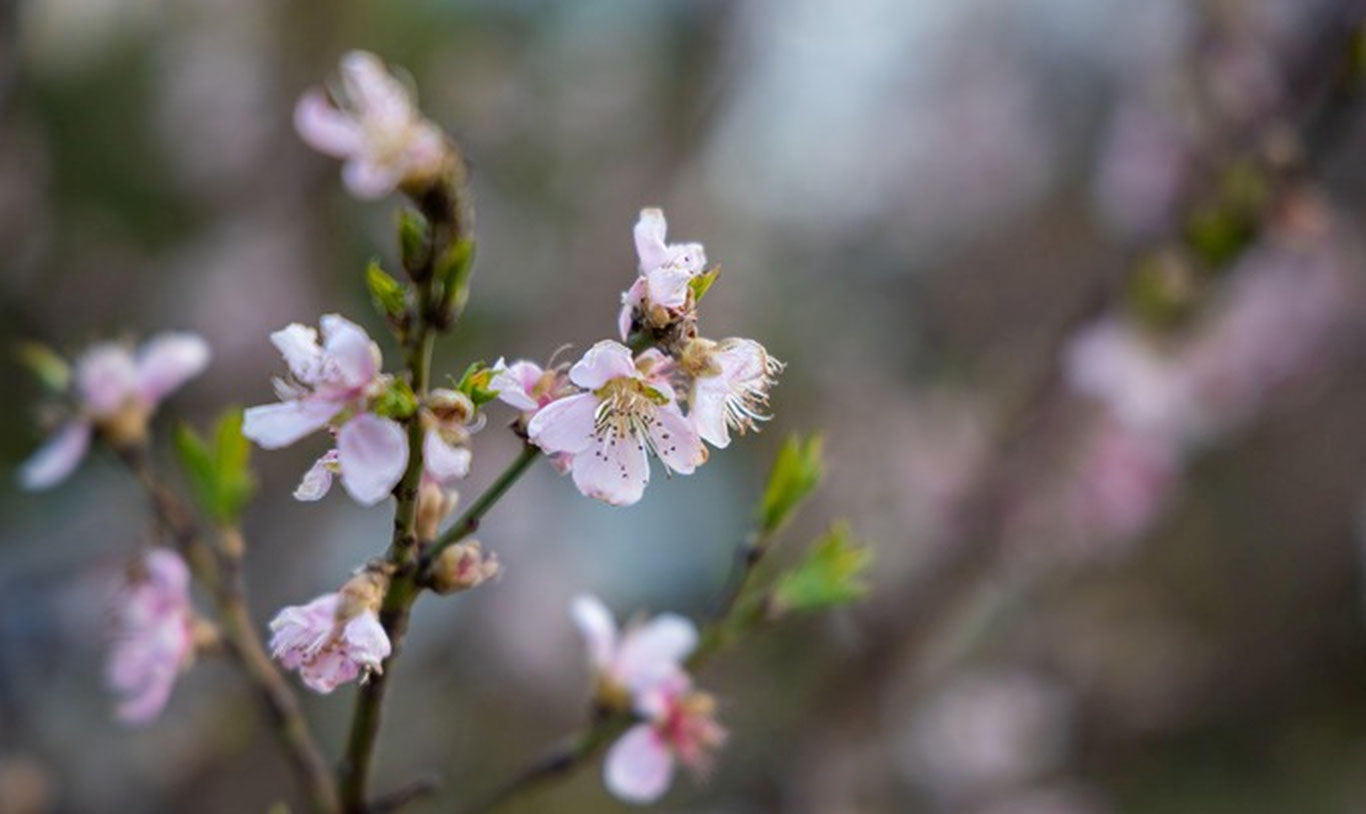 Синоптики рассказали, какой будет погода в Узбекистане в марте