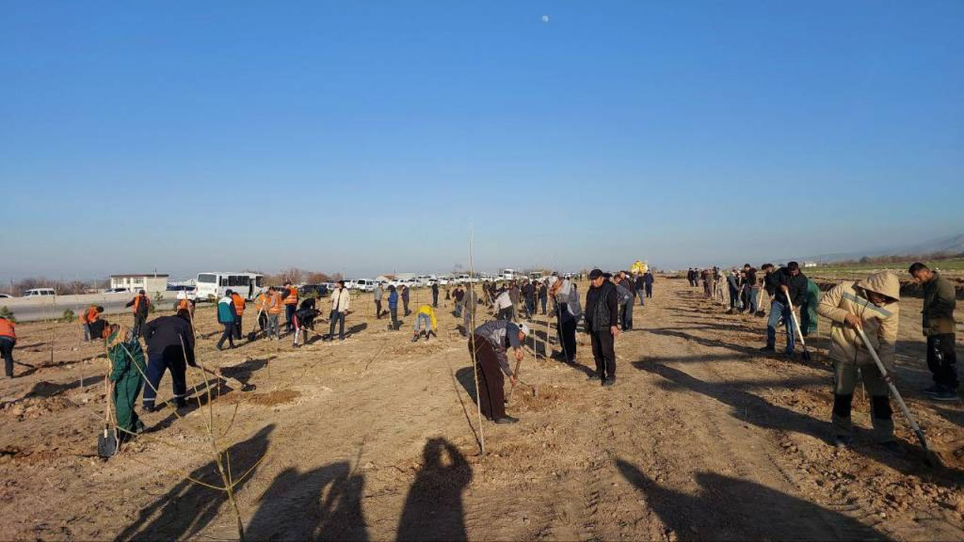 В Самаркандской области планируется высадить 6,3 миллиона саженцев
