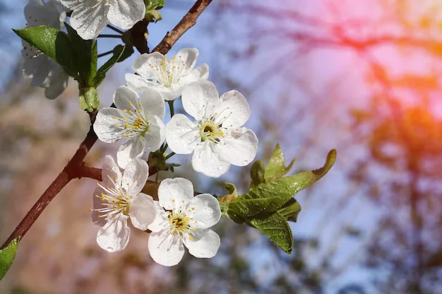 Февраль 2026 года стал одним из самых тёплых за всю историю наблюдений в Узбекистане