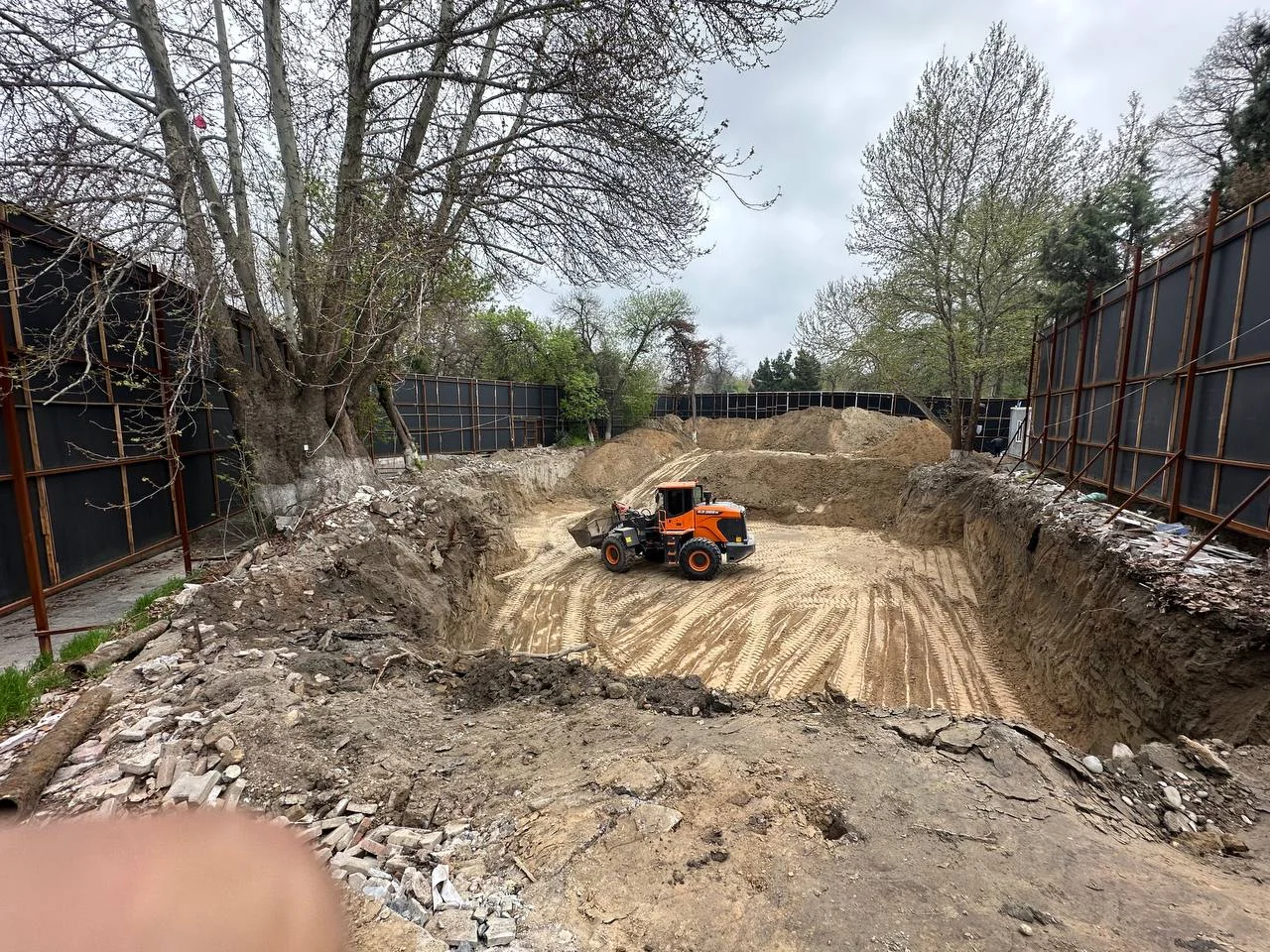 В Самарканде оштрафовали за повреждение деревьев при строительстве