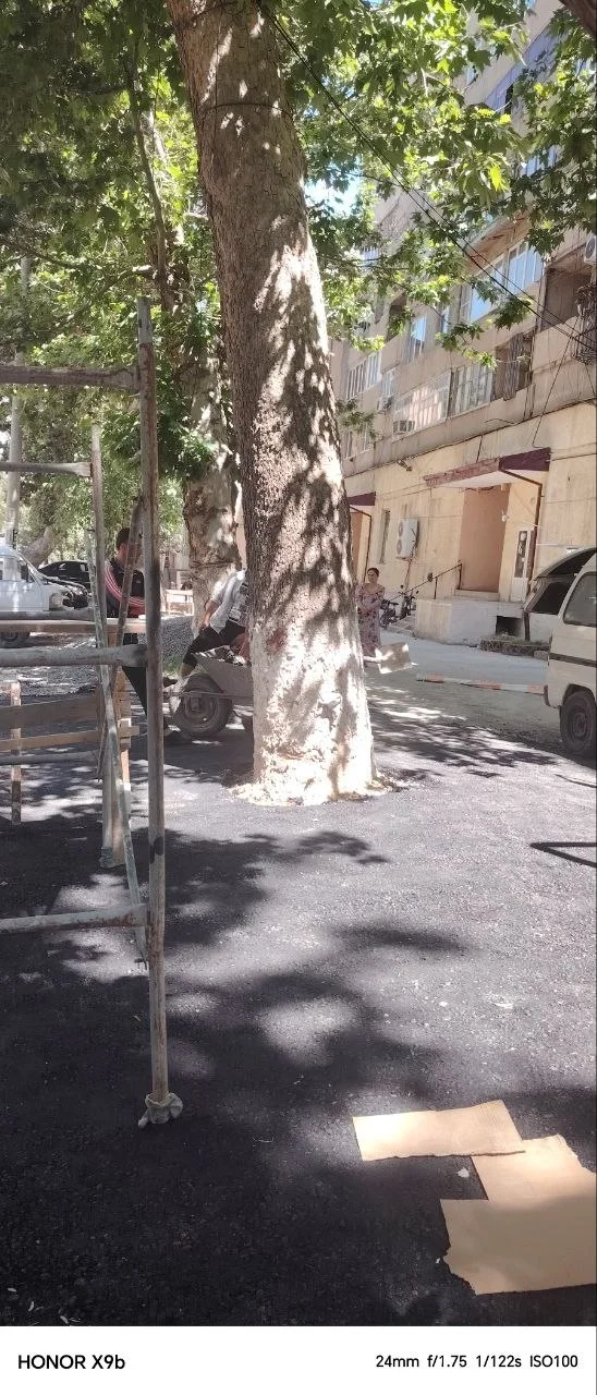В Самарканде деревья освободили от асфальтового покрытия после обращения жителей