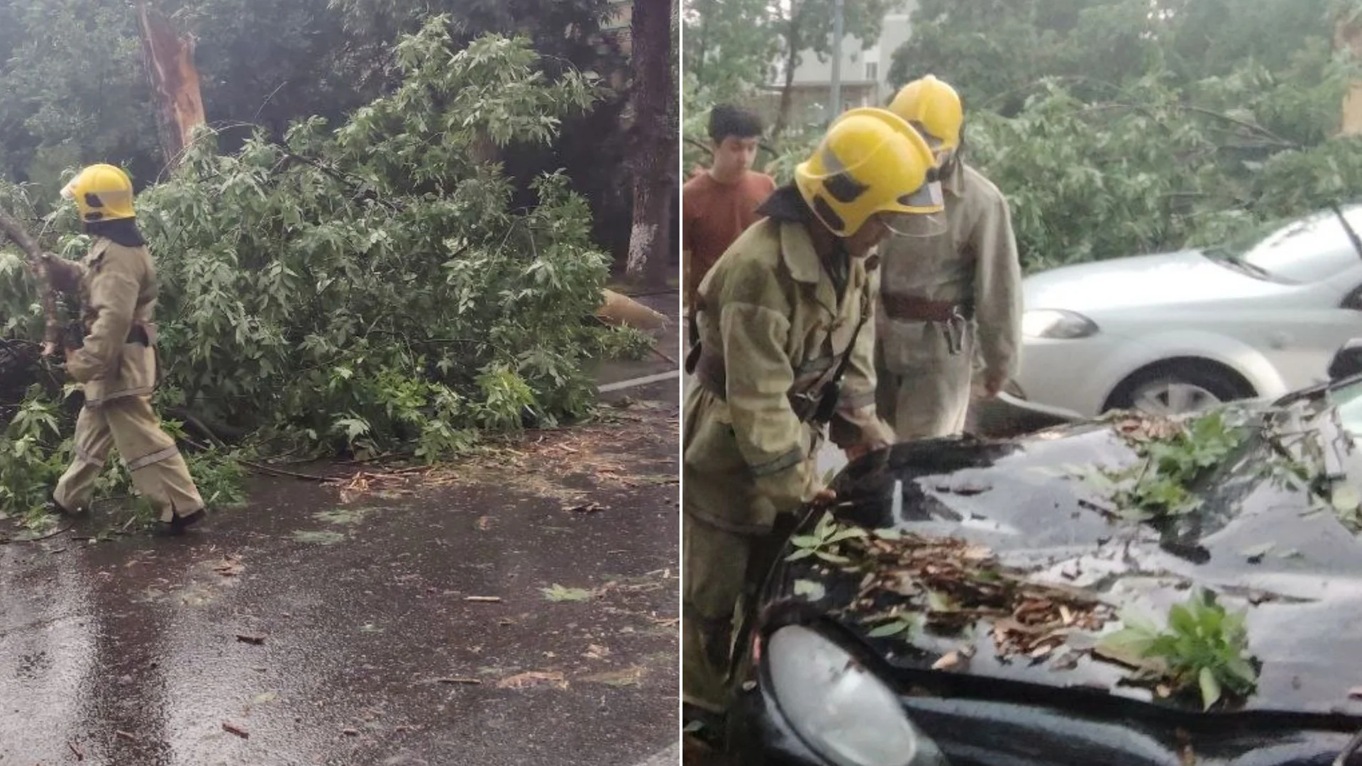 В Самарканде на автомобиль упали ветви дерева