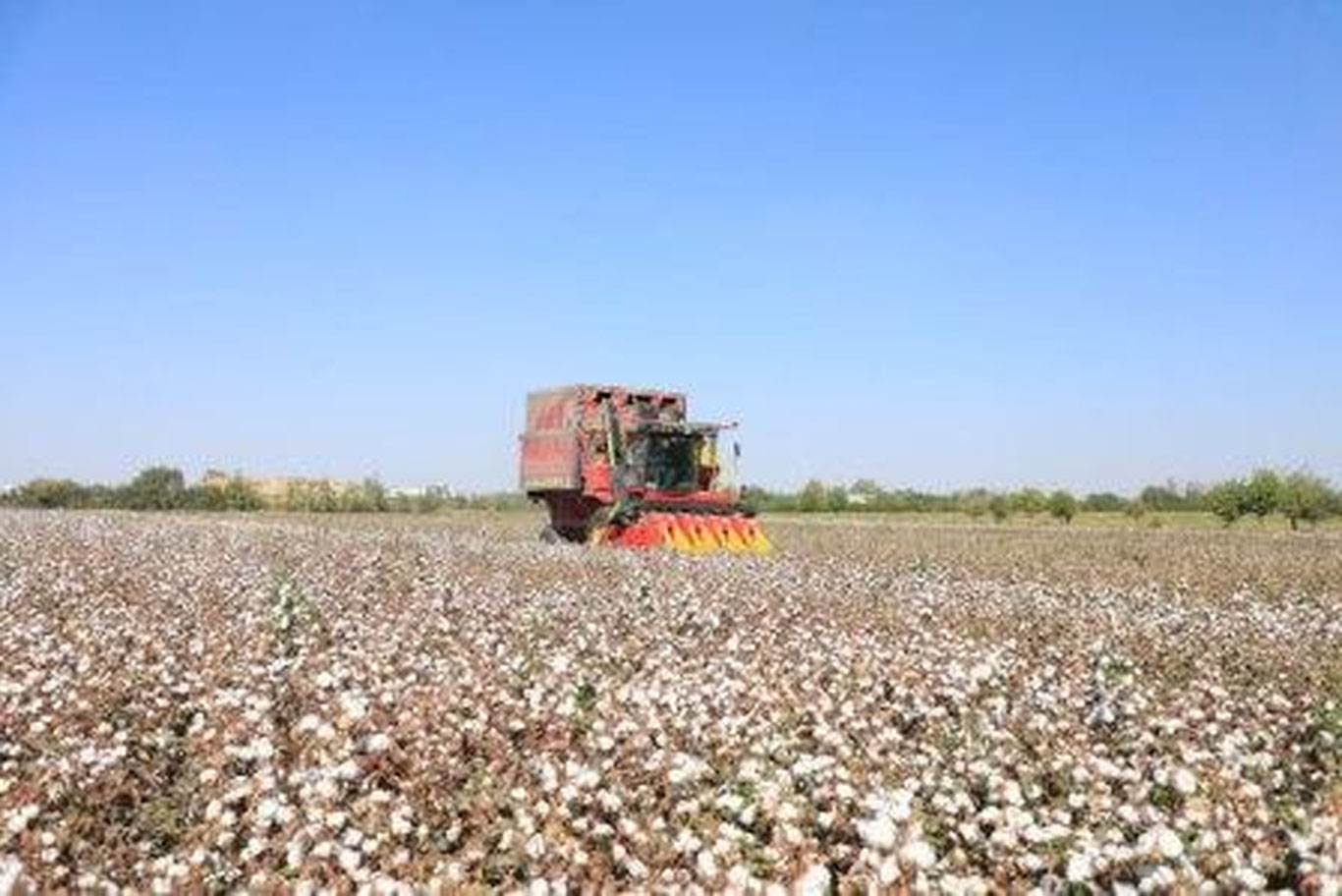 В Самаркандской области завершён сбор урожая хлопка