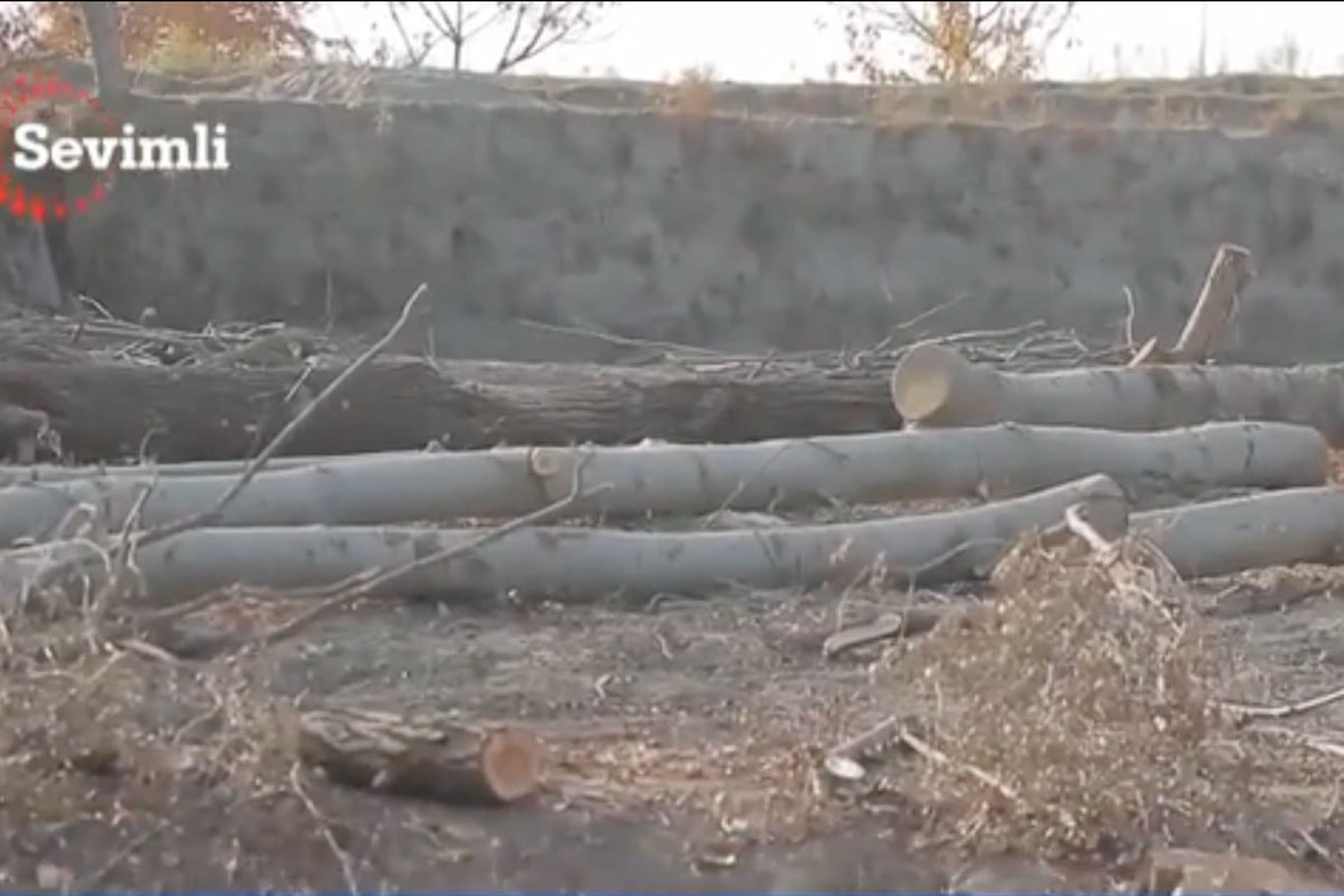 Около 1000 деревьев срублено вдоль бетонируемого канала в Самаркандской области